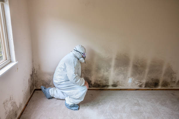 Why You Should Choose Our Mold Remediation Services in Port Isabel, TX